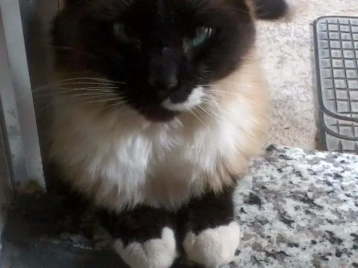 Gato raça  idade 2 anos nome Felix