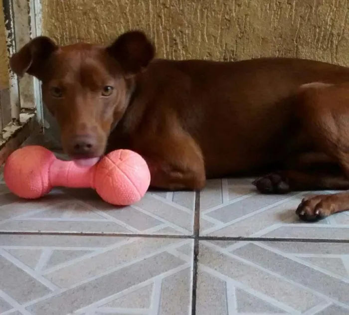 Cachorro ra a indefinida idade 2 anos nome Tody