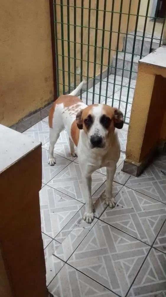 Cachorro ra a Indefinida idade 4 anos nome malu