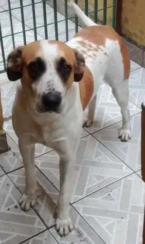 Cachorro ra a Indefinida idade 4 anos nome malu