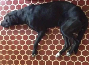 Cachorro raça SRD idade 2 anos nome Marcelo