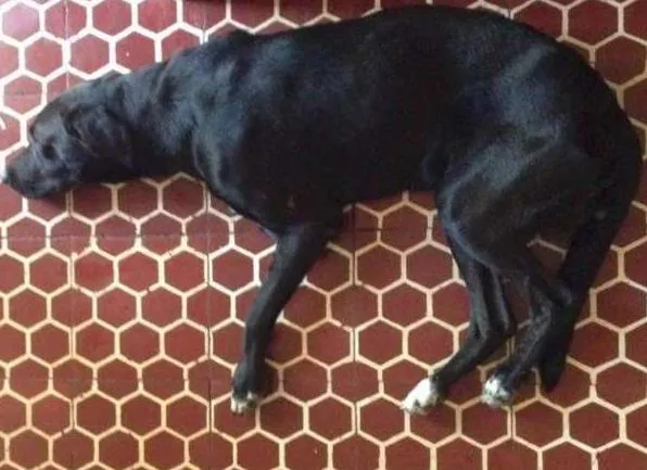 Cachorro ra a SRD idade 2 anos nome Marcelo