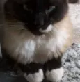 Felix