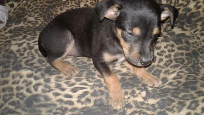 Cachorro ra a Vira lata  idade Abaixo de 2 meses nome Pepita