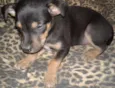 Pepita