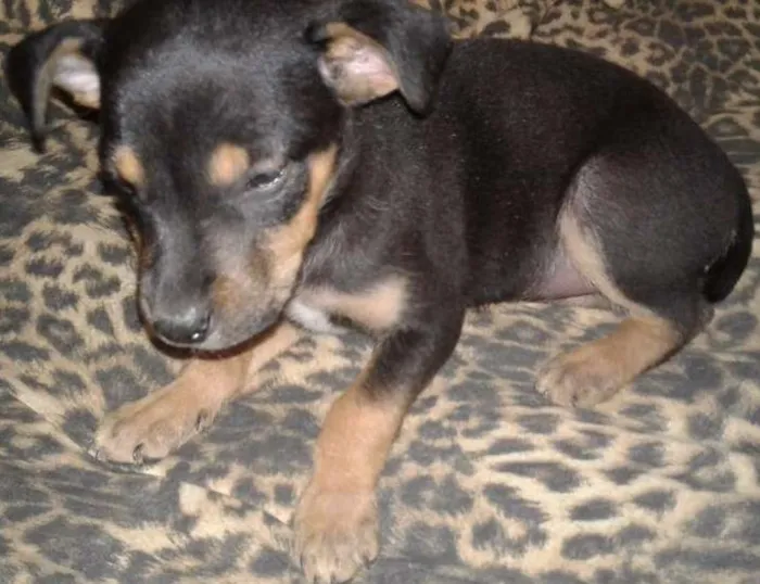 Cachorro ra a Vira lata  idade Abaixo de 2 meses nome Pepita