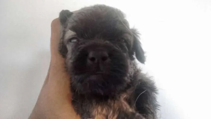 Cachorro ra a Pudou / paulistinha idade 2 a 6 meses nome sem nome