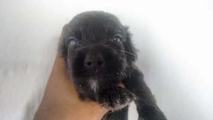 Cachorro ra a Pudou / paulistinha idade 2 a 6 meses nome sem nome