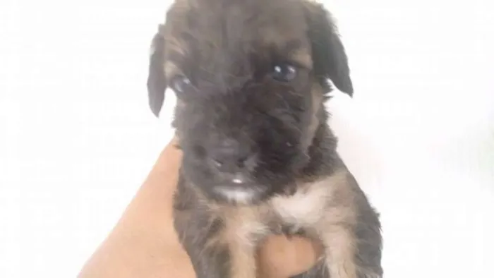 Cachorro ra a Pudou / paulistinha idade 2 a 6 meses nome sem nome