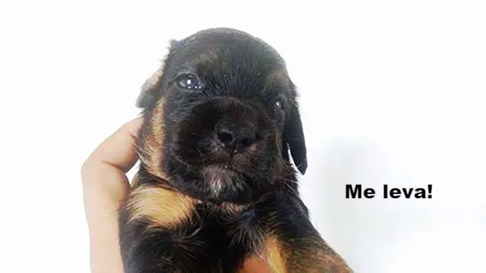 Cachorro ra a Pudou / paulistinha idade 2 a 6 meses nome sem nome