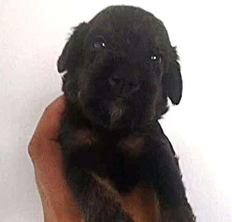 Cachorro ra a Pudou / paulistinha idade 2 a 6 meses nome sem nome