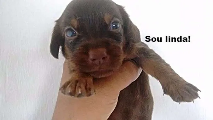 Cachorro ra a Pudou / paulistinha idade 2 a 6 meses nome sem nome