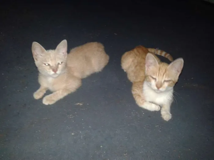 Gato ra a Não é de raça idade 7 a 11 meses nome Ainda não tem nome