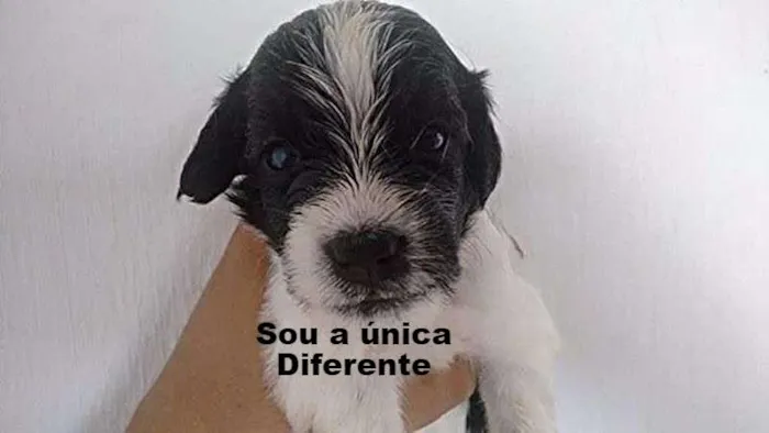 Cachorro ra a Pudou / paulistinha idade 2 a 6 meses nome sem nome