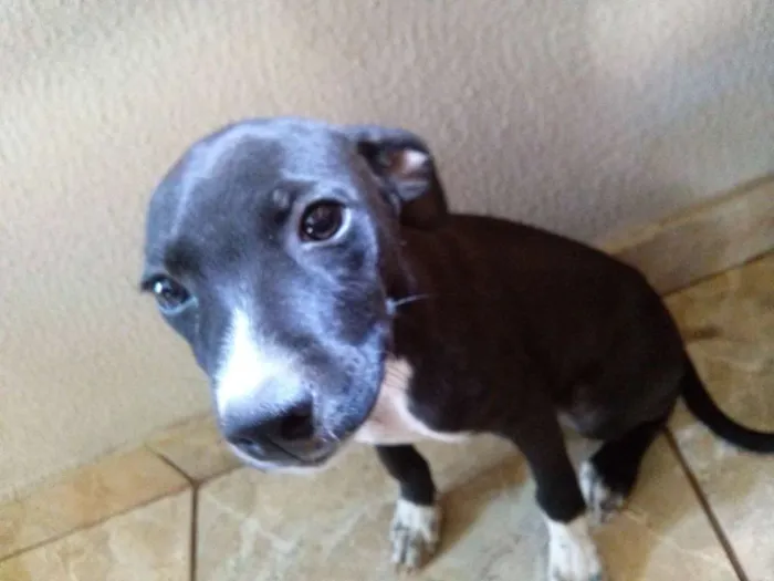 Cachorro ra a Vira Lata idade Abaixo de 2 meses nome Preta