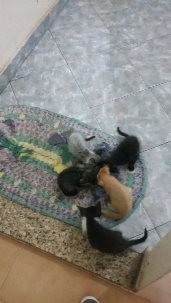 Gato raça vira lata idade 2 a 6 meses nome diversos