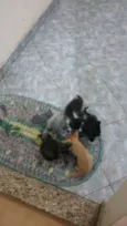 diversos