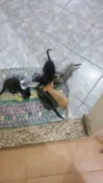 diversos