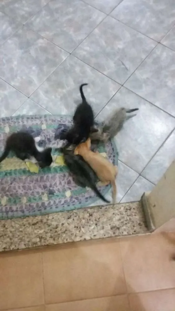 Gato raça vira lata idade 2 a 6 meses nome diversos
