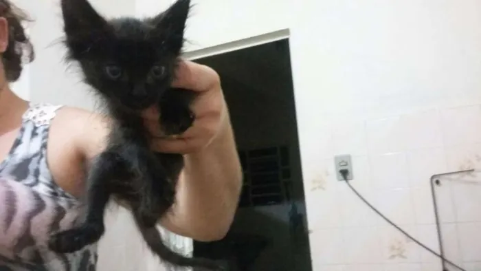 Gato raça vira lata idade 2 a 6 meses nome diversos