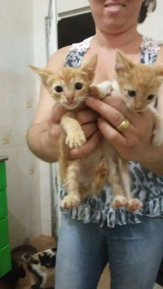 Gato raça vira lata idade 2 a 6 meses nome diversos