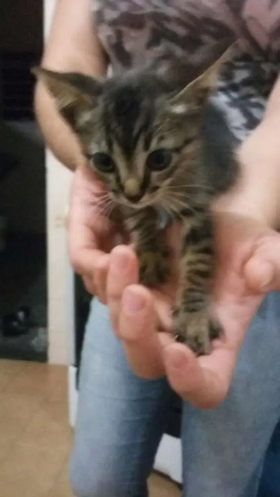 Gato raça vira lata idade 2 a 6 meses nome diversos