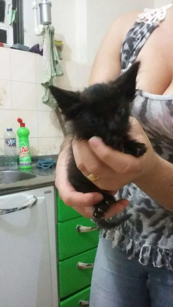 Gato raça vira lata idade 2 a 6 meses nome diversos