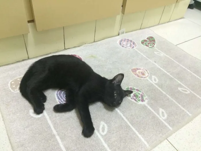Gato ra a vira idade 2 a 6 meses nome sem nome