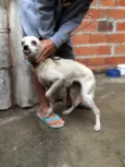 Lola