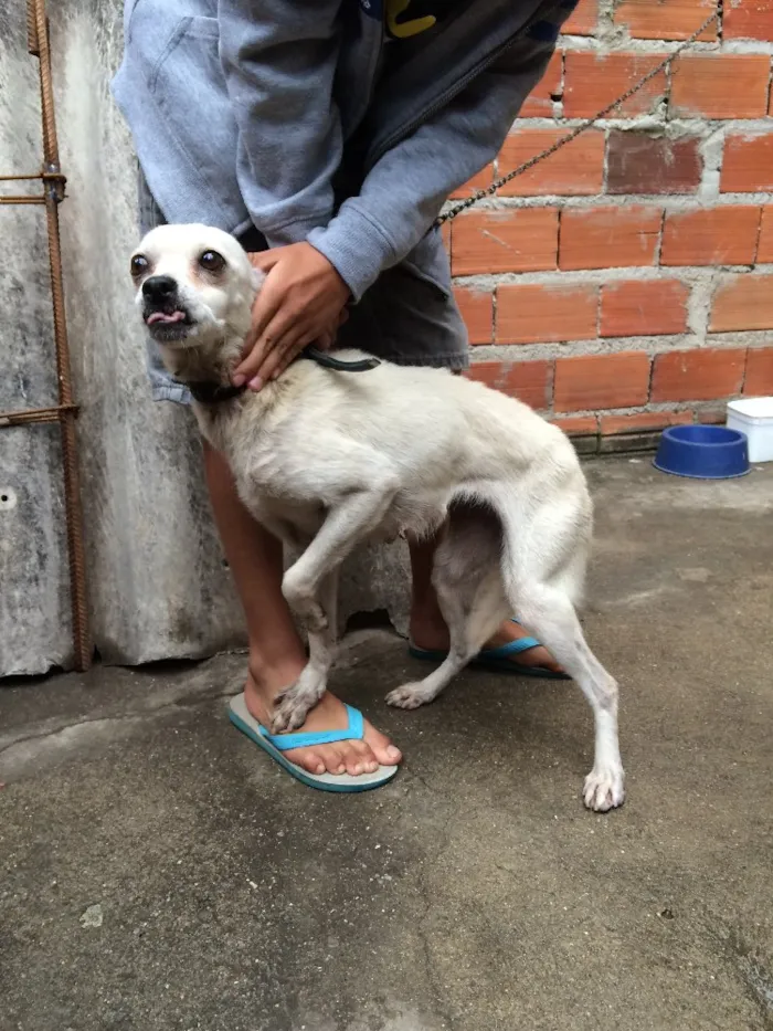 Cachorro ra a Vira lata idade 6 ou mais anos nome Lola