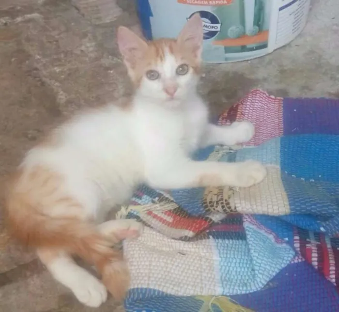 Gato raça vira-lata idade 2 a 6 meses nome Fofinhos