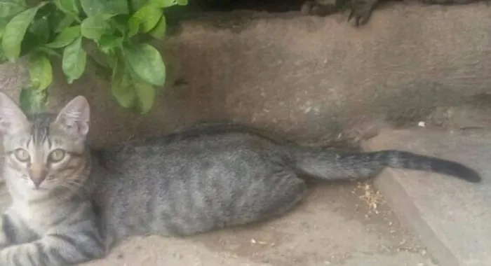 Gato raça vira-lata idade 2 a 6 meses nome Fofinhos