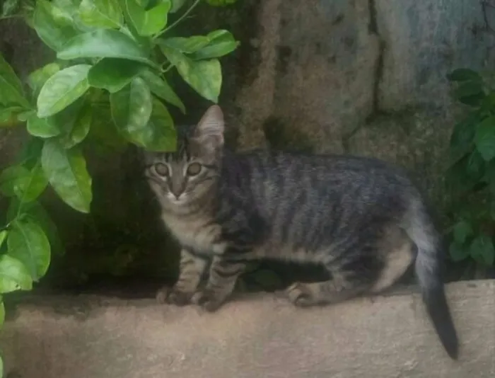Gato raça vira-lata idade 2 a 6 meses nome Fofinhos