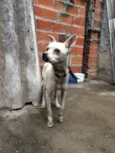 Lola