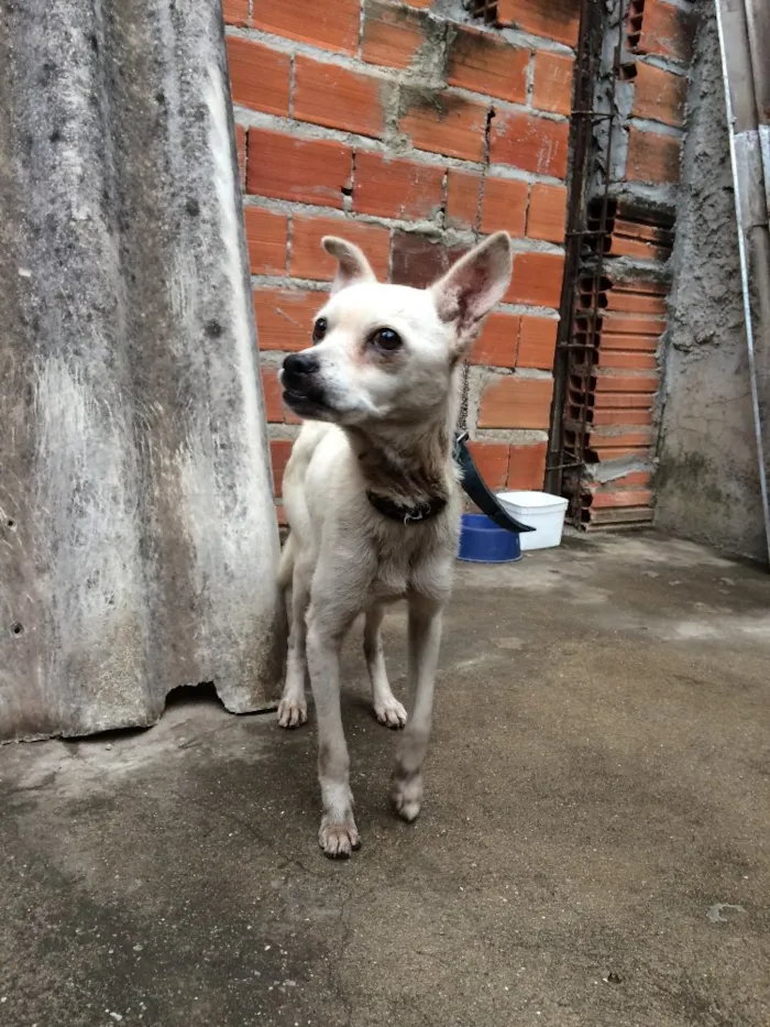 Cachorro ra a Vira lata idade 6 ou mais anos nome Lola