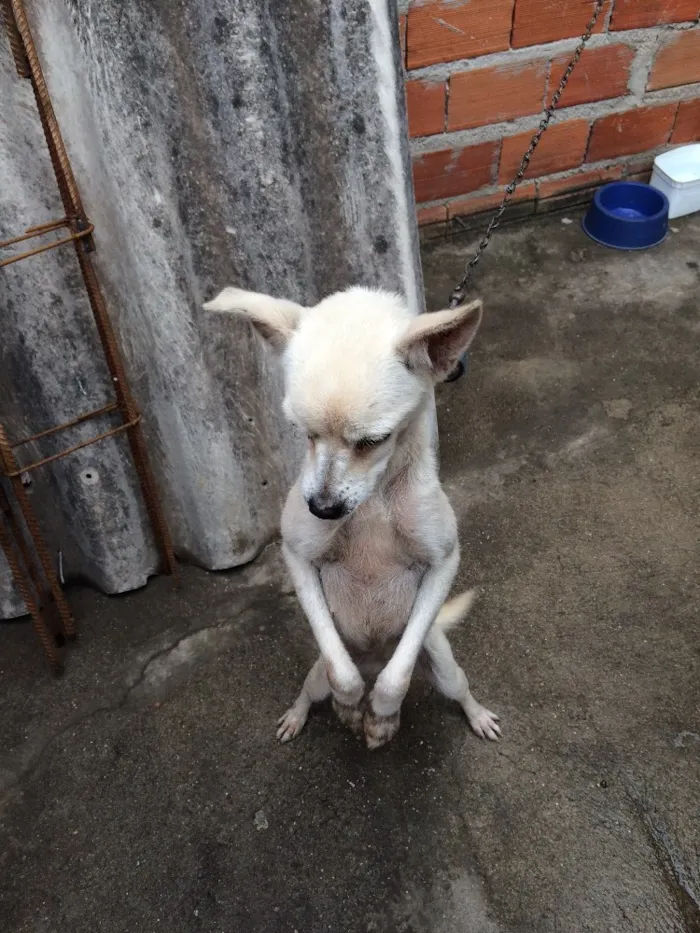 Cachorro ra a Vira lata idade 6 ou mais anos nome Lola