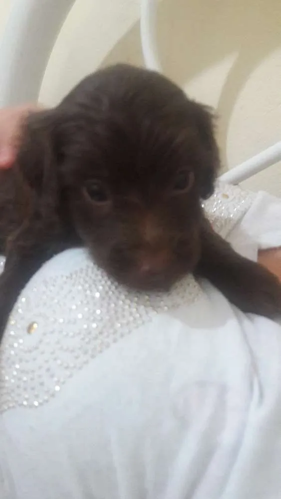 Cachorro ra a Raça indefinida idade Abaixo de 2 meses nome Sem nomes