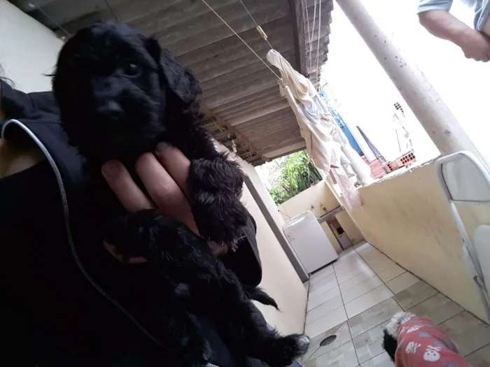 Cachorro ra a Raça indefinida idade Abaixo de 2 meses nome Sem nomes