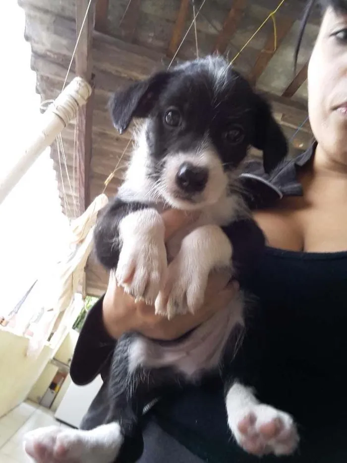Cachorro ra a Raça indefinida idade Abaixo de 2 meses nome Sem nomes