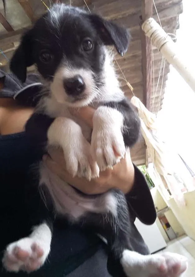 Cachorro ra a Raça indefinida idade Abaixo de 2 meses nome Sem nomes