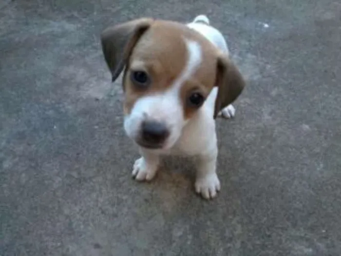 Cachorro ra a Vira lata idade Abaixo de 2 meses nome Sem nome