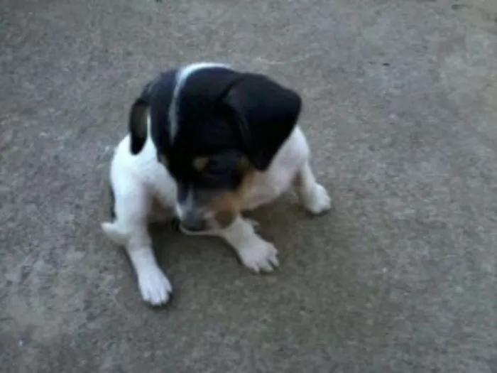 Cachorro ra a Vira lata idade Abaixo de 2 meses nome Sem nome