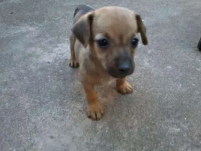 Cachorro ra a Vira lata idade Abaixo de 2 meses nome Sem nome