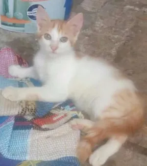 Gato raça vira-lata idade 2 a 6 meses nome Fofinhos