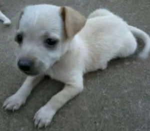 Cachorro raça Vira lata idade Abaixo de 2 meses nome Sem nome