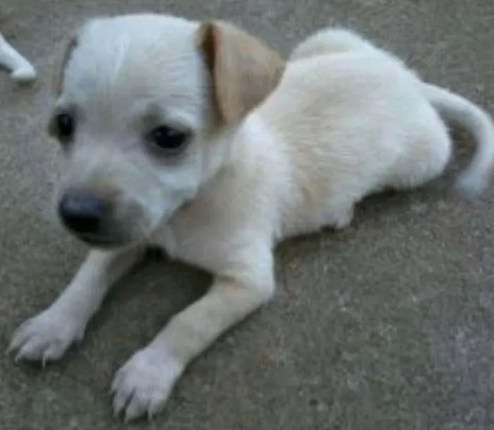 Cachorro ra a Vira lata idade Abaixo de 2 meses nome Sem nome