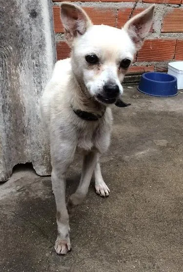 Cachorro ra a Vira lata idade 6 ou mais anos nome Lola