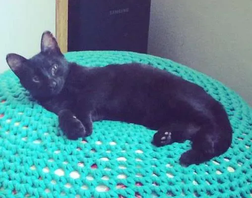 Gato ra a vira idade 2 a 6 meses nome sem nome