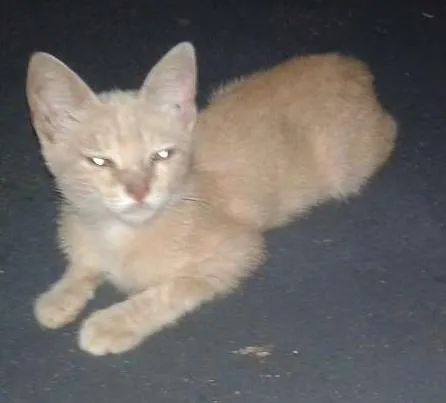 Gato ra a Não é de raça idade 7 a 11 meses nome Ainda não tem nome