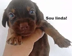 Cachorro raça Pudou / paulistinha idade 2 a 6 meses nome sem nome